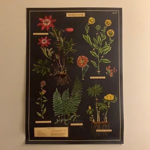 Floral Herbarium Poster